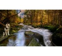 OZLHSP what if jigsaw puzzles 1000 pieces Husky Norway 75x50cm