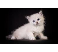 OZLHSP what if jigsaw puzzles 1000 pieces Kitten Cat Animals 75x50cm