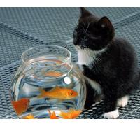 OZLHSP what if jigsaw puzzles 1000 pieces Kittens Animals 75x50cm