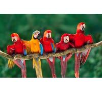 OZLHSP what if jigsaw puzzles 1000 pieces Macaw Parrots Animal 75x50cm