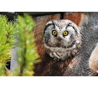 OZLHSP what if jigsaw puzzles 1000 pieces Owls 75x50cm