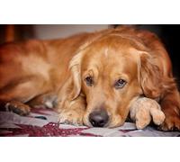 OZLHSP what if jigsaw puzzles 1000 pieces Retriever Animal 75x50cm