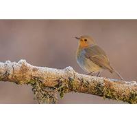 OZLHSP what if jigsaw puzzles 1000 pieces Robin Animal 75x50cm