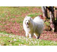 OZLHSP what if jigsaw puzzles 1000 pieces Samoyed Animal 75x50cm