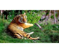 OZLHSP what if jigsaw puzzles 1000 pieces Tigers Big Cats 75x50cm