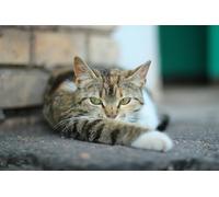 OZLHSP what if jigsaw puzzles 1500 pieces Animals 87x57cm