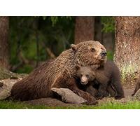 OZLHSP what if jigsaw puzzles 1500 pieces Brown Bears 87x57cm