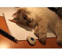 OZLHSP what if jigsaw puzzles 1500 pieces Cats Notebooks Animal 87x57cm
