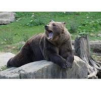 OZLHSP what if jigsaw puzzles 1500 pieces Grizzly Bears Yawning 87x57cm