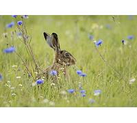OZLHSP what if jigsaw puzzles 1500 pieces Hares Animal 87x57cm