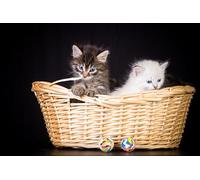 OZLHSP what if jigsaw puzzles 1500 pieces Kitten Animals 87x57cm