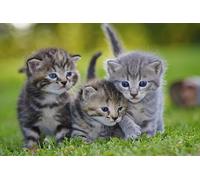 OZLHSP what if jigsaw puzzles 1500 pieces Kittens Animal 87x57cm