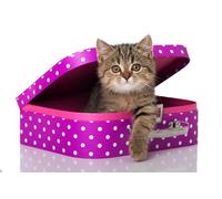 OZLHSP what if jigsaw puzzles 1500 pieces Kittens Suitcase Animal 87x57cm