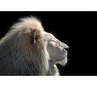 OZLHSP what if jigsaw puzzles 1500 pieces Lion Animals 87x57cm