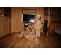 OZLHSP what if jigsaw puzzles 1500 pieces Poodle Rooms TV Animals 87x57cm