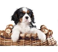 OZLHSP what if jigsaw puzzles 1500 pieces Spaniel Puppy King Charles Spaniel Cavalier 87x57cm