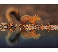 OZLHSP what if jigsaw puzzles 1500 pieces Squirrel Rodents Animals 87x57cm