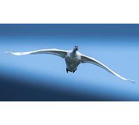 OZLHSP what if jigsaw puzzles 1500 pieces Swans Animal 87x57cm