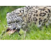 OZLHSP what if jigsaw puzzles 500 pieces Animals 52x38cm