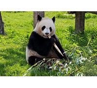 OZLHSP what if jigsaw puzzles 500 pieces Bear Animal 52x38cm