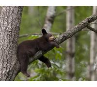 OZLHSP what if jigsaw puzzles 500 pieces Brown Bears Animal 52x38cm