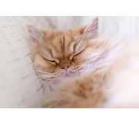 OZLHSP what if jigsaw puzzles 500 pieces Cats Animal 52x38cm