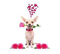 OZLHSP what if jigsaw puzzles 500 pieces Chihuahua Pink 52x38cm