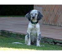OZLHSP what if jigsaw puzzles 500 pieces English Setter Puppies 52x38cm