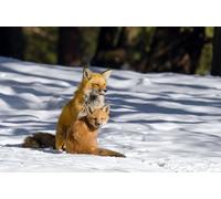 OZLHSP what if jigsaw puzzles 500 pieces Foxes 52x38cm