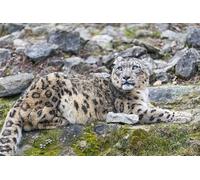 OZLHSP what if jigsaw puzzles 500 pieces Irbis Animals 52x38cm