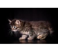 OZLHSP what if jigsaw puzzles 500 pieces Kitten Animal 52x38cm
