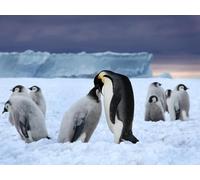 OZLHSP what if jigsaw puzzles 500 pieces Penguins Animals 52x38cm