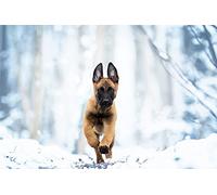 OZLHSP what if jigsaw puzzles 500 pieces Puppy Shepherd Malinois Animals 52x38cm