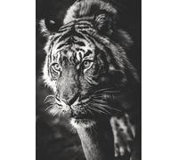 OZLHSP what if jigsaw puzzles 500 pieces Tiger Big Animals 52x38cm