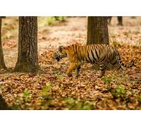 OZLHSP what if jigsaw puzzles 500 pieces Tigers Big Animals 52x38cm