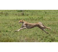 OZLHSP wonders of the world jigsaw 1000 piece Cheetahs Big Cats Acinonyx Jubatus 75x50cm