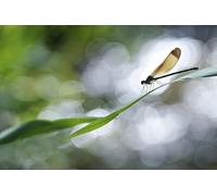 OZLHSP wonders of the world jigsaw 1000 piece Dragonflies Insect Animals 75x50cm