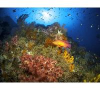 OZLHSP wonders of the world jigsaw 1000 piece Fish Animal 75x50cm