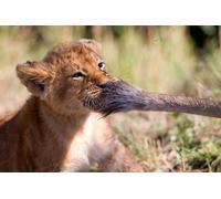 OZLHSP wonders of the world jigsaw 1000 piece Lion Cubs Animal 75x50cm