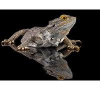 OZLHSP wonders of the world jigsaw 1000 piece Lizards Reptiles Bearded Dragon 75x50cm