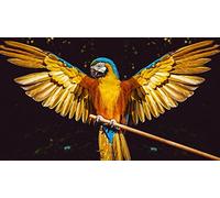 OZLHSP wonders of the world jigsaw 1000 piece Macaw Parrots Animal 75x50cm