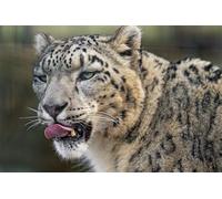 OZLHSP wonders of the world jigsaw 1000 piece Snow leopard Animal 75x50cm
