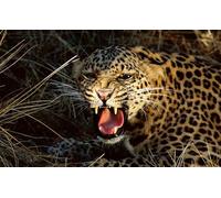 OZLHSP wonders of the world jigsaw 1500 piece Cat Animals 87x57cm