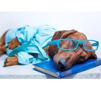 OZLHSP wonders of the world jigsaw 1500 piece Dachshund Animal 87x57cm