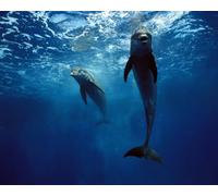 OZLHSP wonders of the world jigsaw 1500 piece Dolphins Animal 87x57cm