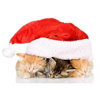 OZLHSP wonders of the world jigsaw 1500 piece Kittens Animals 87x57cm