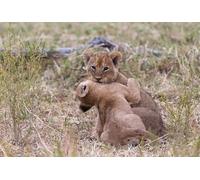 OZLHSP wonders of the world jigsaw 1500 piece Lion Big Cats 87x57cm