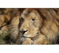 OZLHSP wonders of the world jigsaw 1500 piece Lions Big Cats Animal 87x57cm