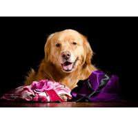 OZLHSP wonders of the world jigsaw 1500 piece Retriever Animals 87x57cm