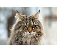 OZLHSP wonders of the world jigsaw 1500 piece Siberian Cats 87x57cm